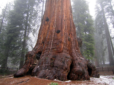 giant sequoias tours in Yosemite