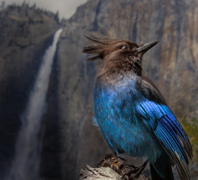 Yosemite birding tours