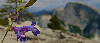 Yosemite wildlife tours