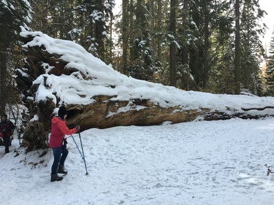 snowshoeing Yosemite