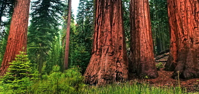 Yosemite sequoia tours
